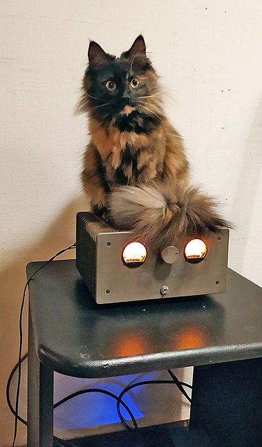 Cat-amp.jpg